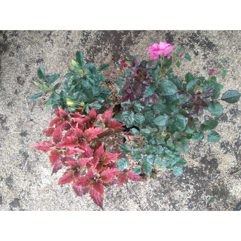 tanaman hias bunga mawar x miana order by (alikamila14)