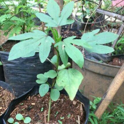 BIBIT ROSELLA MURAH / BIBIT ROSELLA MERAH / SALE BIBIT ROSELLA MERAH / BIBIT MURAH