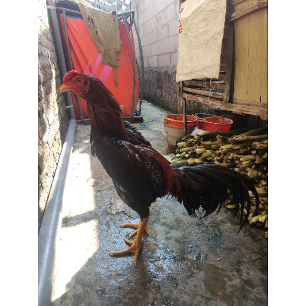 

Macam macam ayam