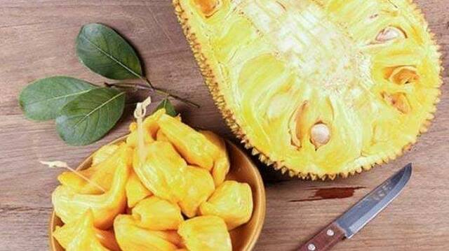 Bibit Nangka Mini/Tanaman Nangka Mini