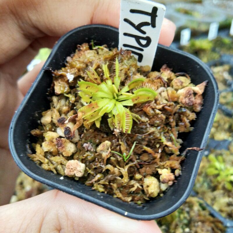 Venus Fly Trap Typical Venus FlyTrap Typical