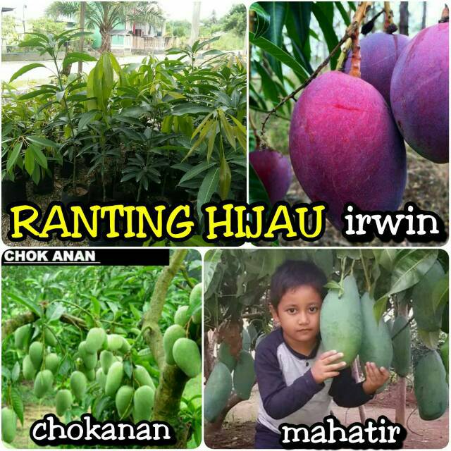 Paket 3 jenis bibit buah mangga chokanan-irwin-mahatir