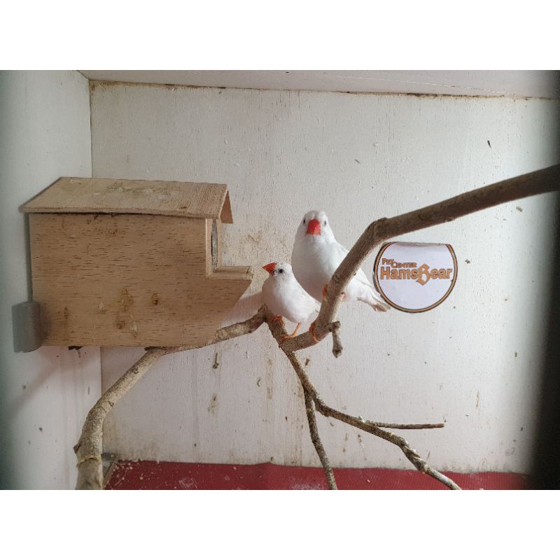 Zebra Finch White Solid Sepasang