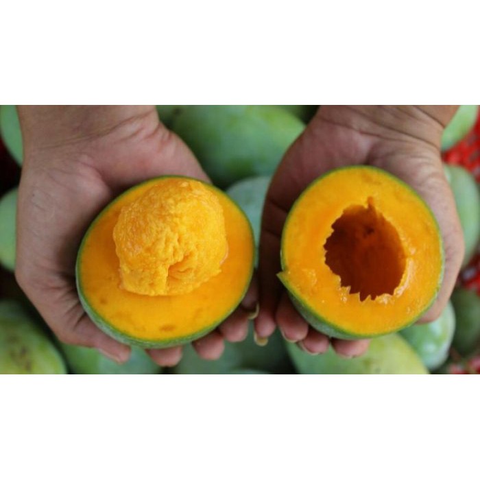 Bibit Tanaman Buah Mangga Alpukat  Shopee Indonesia
