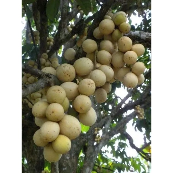 bibit duku non biji