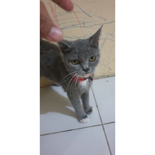  KUCING  KITTEN KUCING  KITEN ANAK KUCING  KUCING  ANAK 