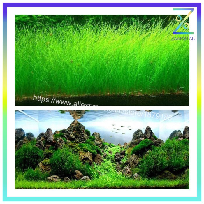 Bibit Rumput Air Dekorasi Aquarium Landscape Ornament Small Fescue - H