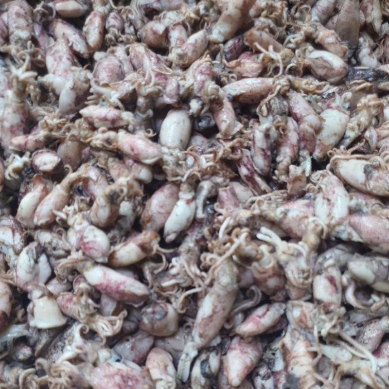 

Cumi baby basah medan kualitas super 500gram