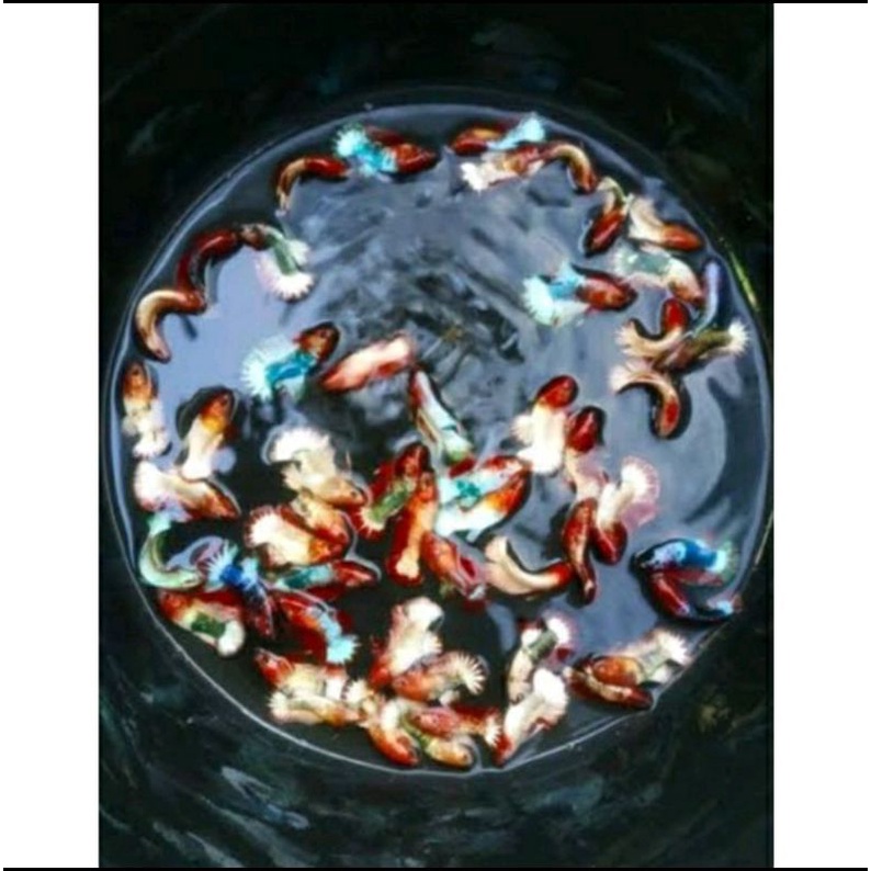 Cupang FCCP top grade 10 bonus 1