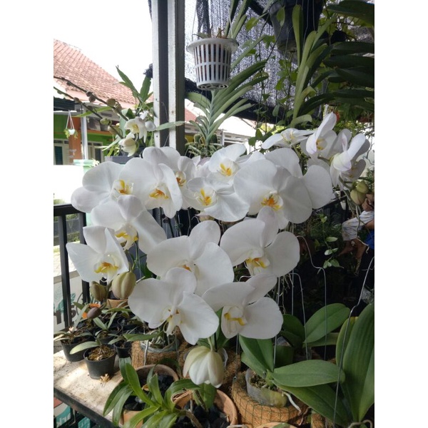 ANGGREK BULAN PUTIH