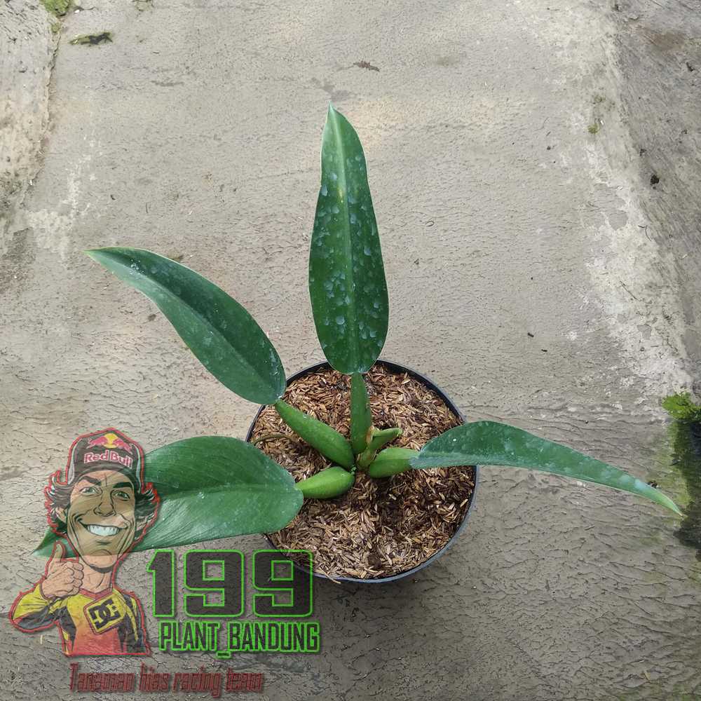 Tanaman hias Philo katak / philo eceng / philodendron martianum