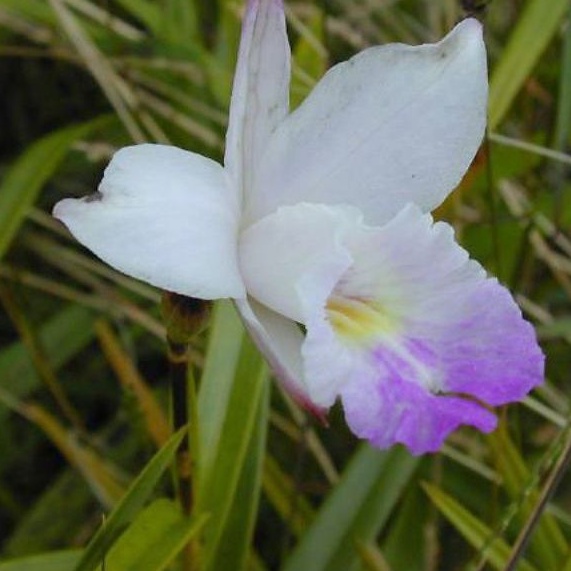 DIARY PETANI - Anggrek Bambu Arundina Graminifolia