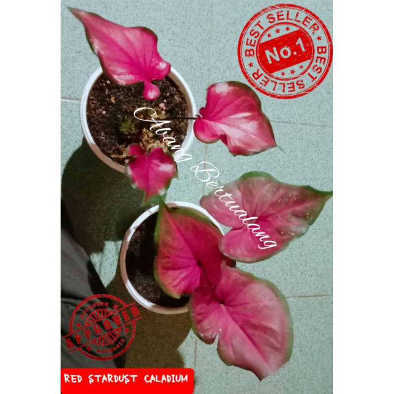 RED STARDUST CALADIUM KELADI HIAS RED STARDUST RED JAGUAR