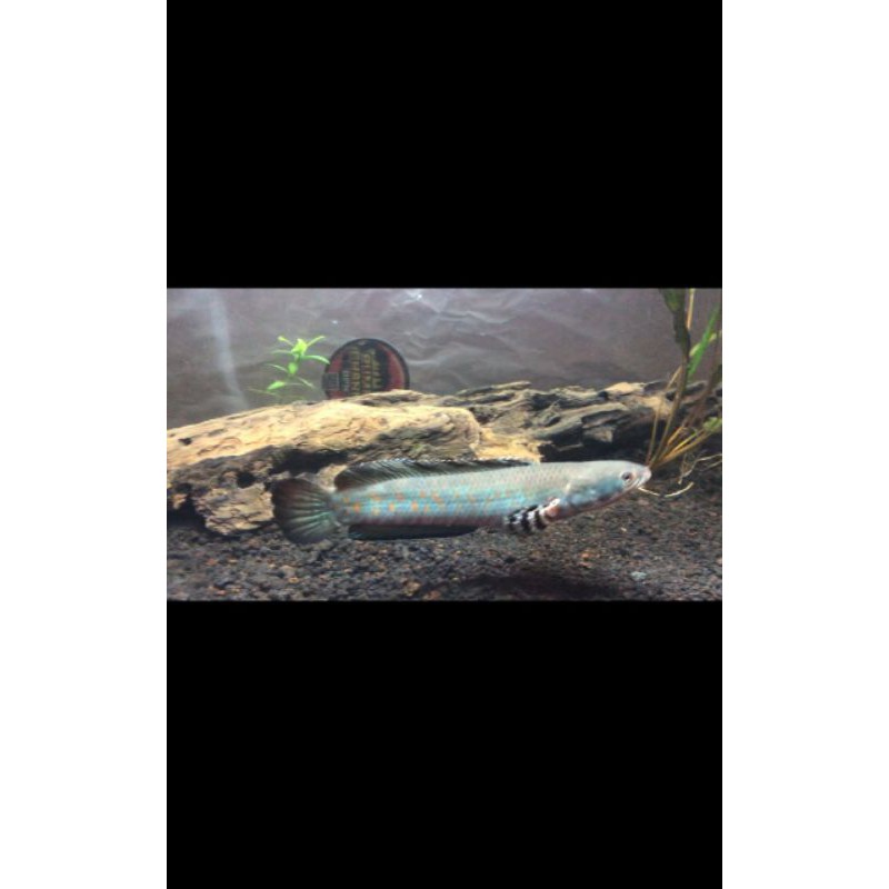 channa blue pulchra red dot