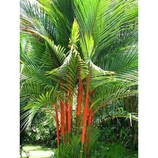  Tanaman  hias taman palem merah palm merah Shopee Indonesia