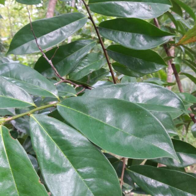 

Daun sirsak fresh & organik dipetik langsung dari kebun sendiri 100gr