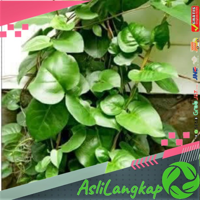 

Daun Binahong Segar Daun Binahong Hijau Daun Binahong Diabetes