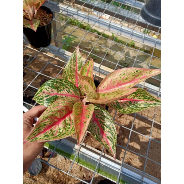 aglonema red legacy baby