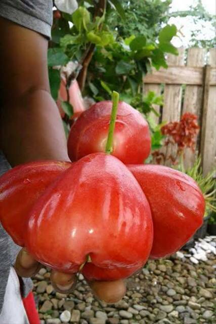 Bibit Jambu Air Red Taiwan Okulasi (Jaminan Original)