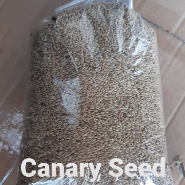 Canary Seed