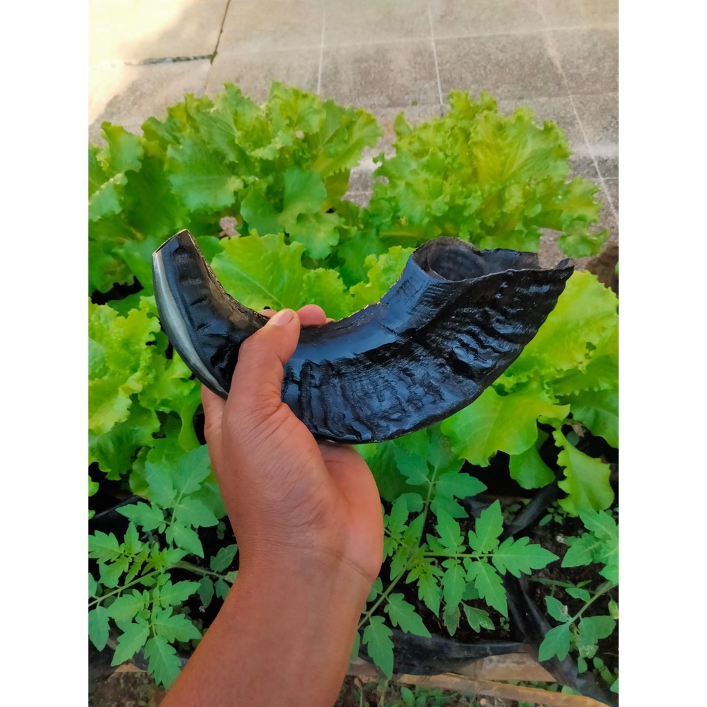 TERLARIS Tanduk domba Garut asli SHOFAR  easy blow || good song ||KERAJINAN shofar bahan trompet