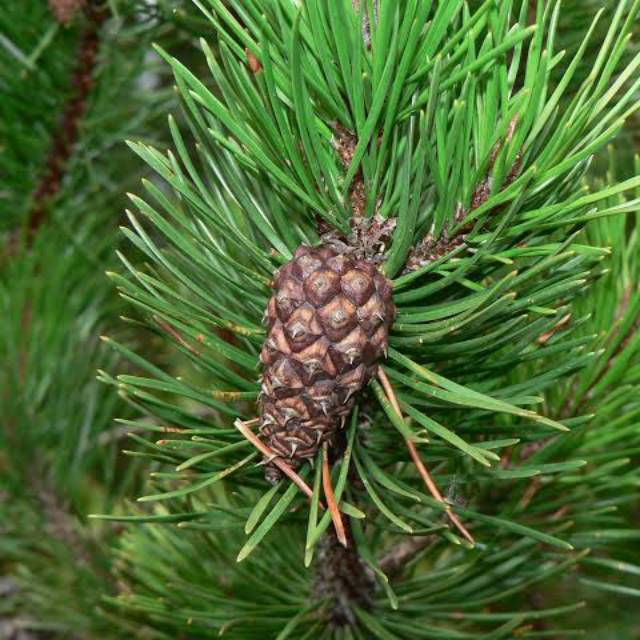 

PROMO Daun pinus Segar