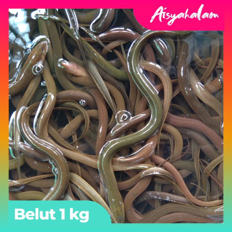 

[1KG BELUT] TERMURAH BELUT SAWAH HIDUP FRESH HASIL ALAM