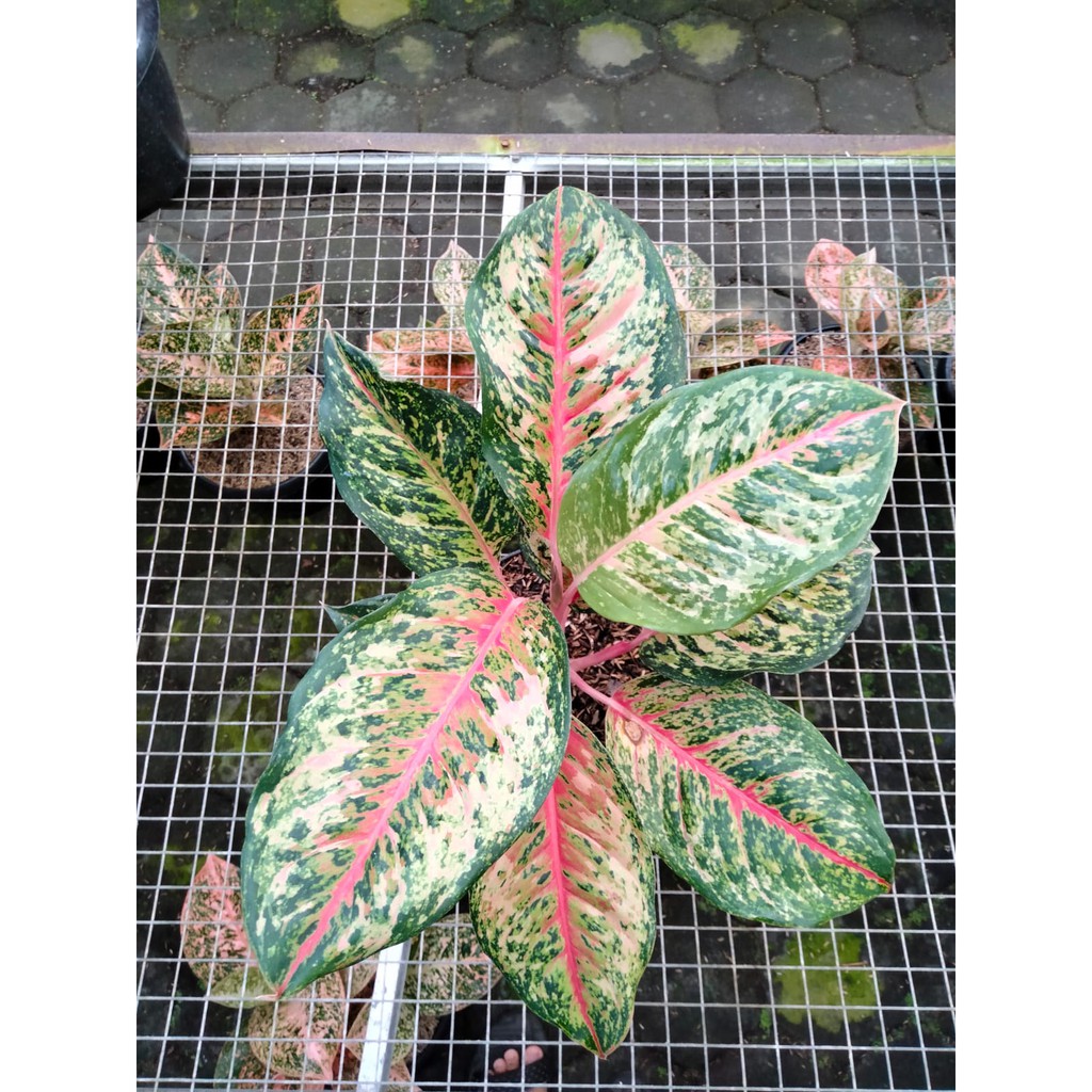 aglonema sweet dream tanaman hias by krokot nursery