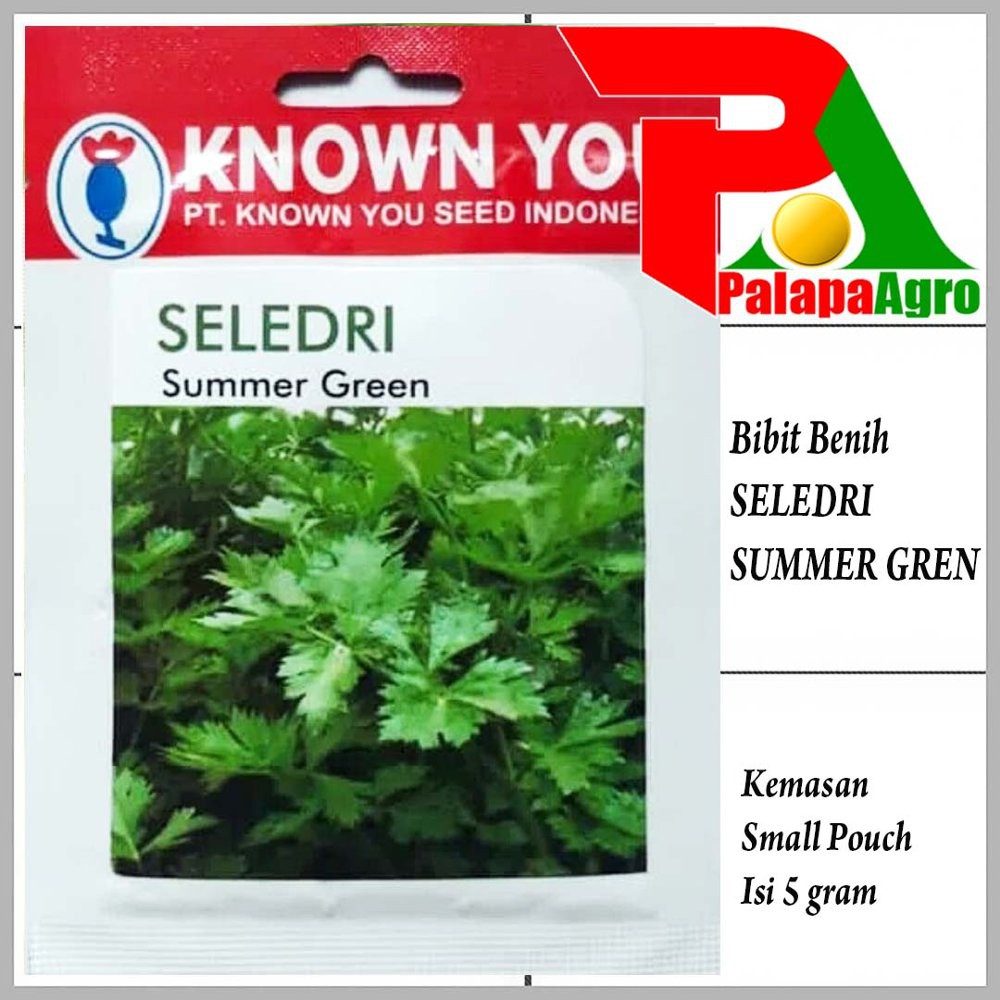 Benih Seledri SUMMER GREEN-Bibit Seleri Diskon