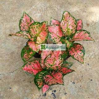 Keladi Mini Keladi Mutiara Tanaman Hias Shopee Keladi Mini Keladi Mutiara Tanaman Hias Shopee