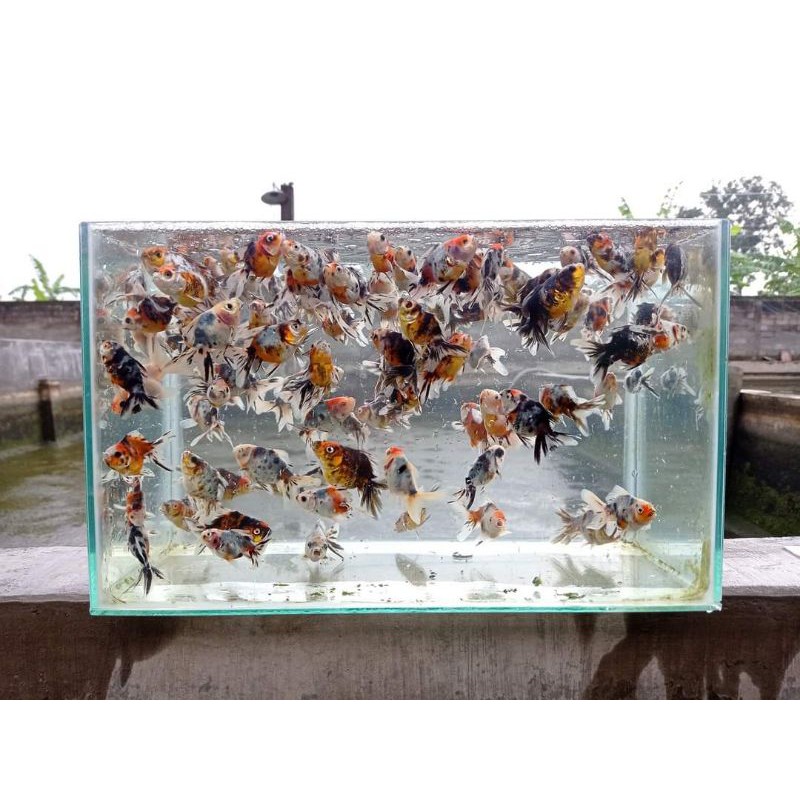 Ikan Maskoki Oranda Calico / Panca warna Real Pict