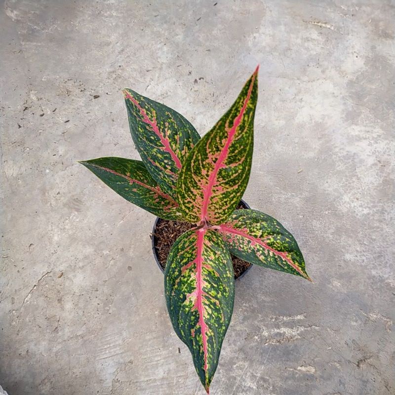 aglonema hot lady