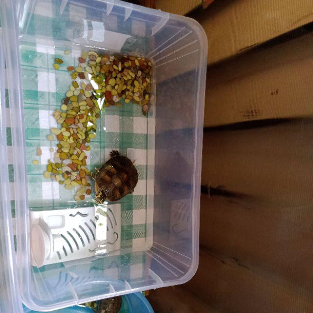 Box Container Practy Shinpo Cb 10 / Tempat Penyimpanan Barang Serbaguna Box Practy Shinpo Cb10