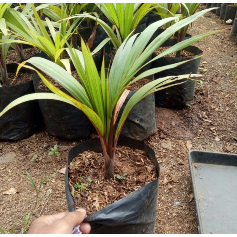 Bibit palem botol merah - tanaman palem botol - pohon palem