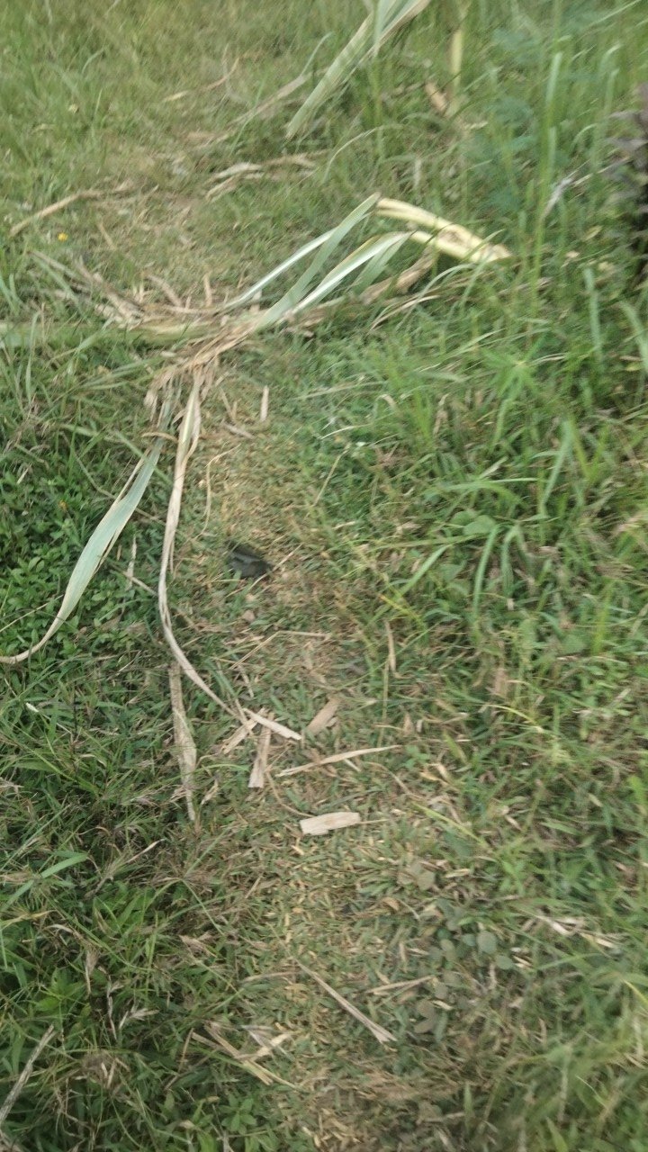 Maura Couple - Sania Ruffle Batik Couple Ori Ndoro Jowi Garansi Termurah Shopee - Batik Solo Modern