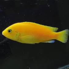 Ikan Hias Cichlid Lemon Shopee Indonesia