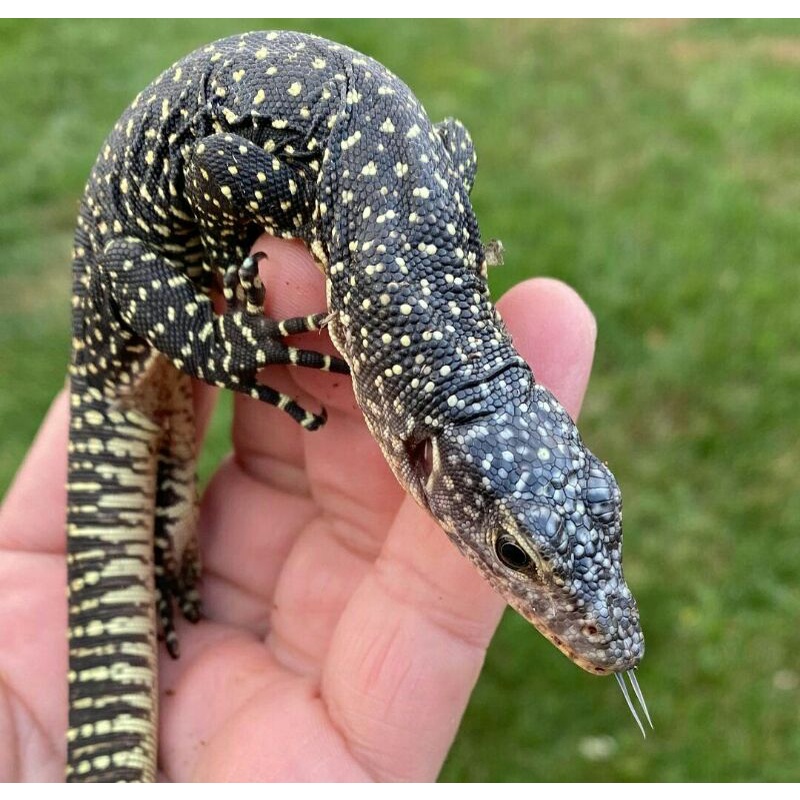 varanus indicus baby