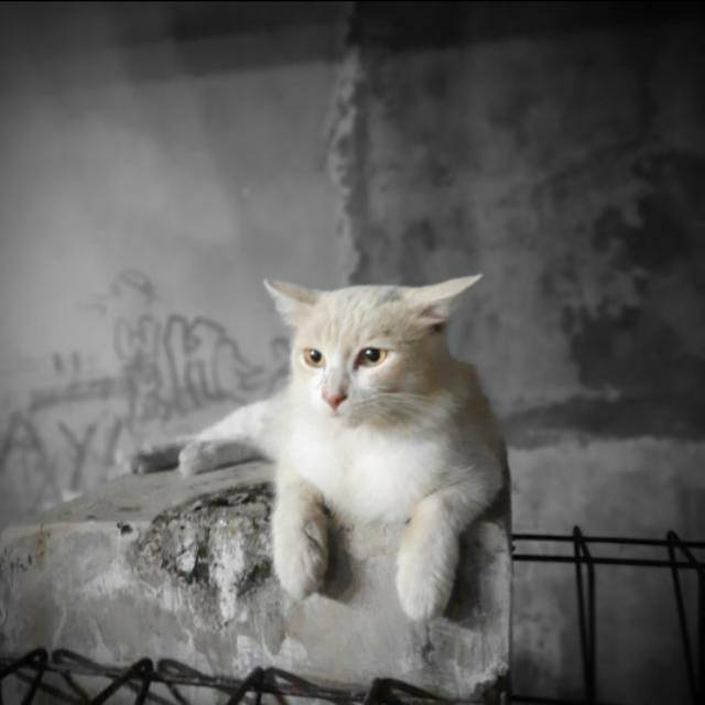 maiiyangkcitrajasmine