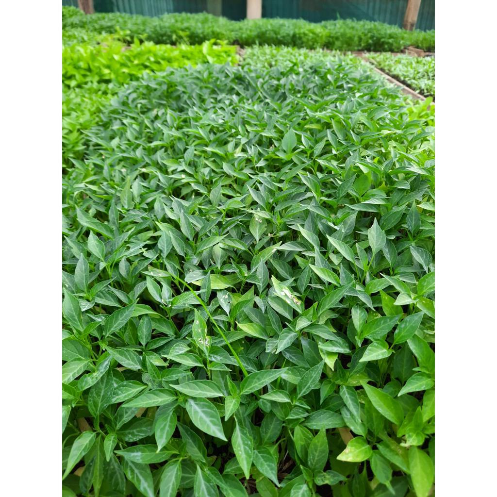 Bibit Cabe Merah Keriting