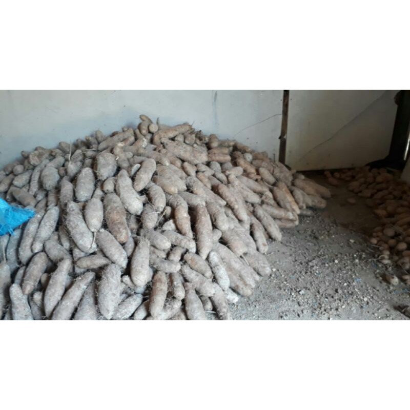 

(1kg)UBI GEMBILI KETAN MENTAH/UBI UBIAN/GEMBILI/UMBI GEMBILI READY