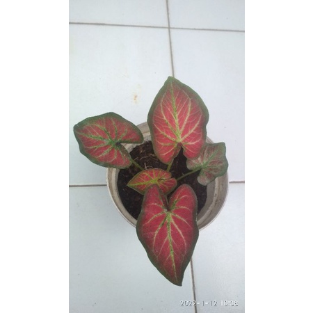 keladi/ caladium rich of thai