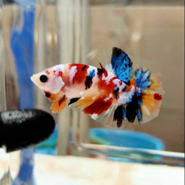 IKAN CUPANG PLAKAT BAHAN MULTY/KOI/GALAXY/NEMO/FANCY/AVATAR PirdaniBettaFish