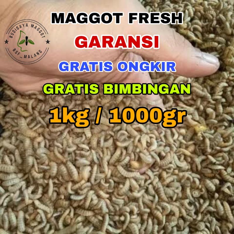 Ulat Maggot Bsf Fresh (hidup) 1 kg  Untuk Umpan Pancing Ikan  Gabus ,lele  dll protein tinggi