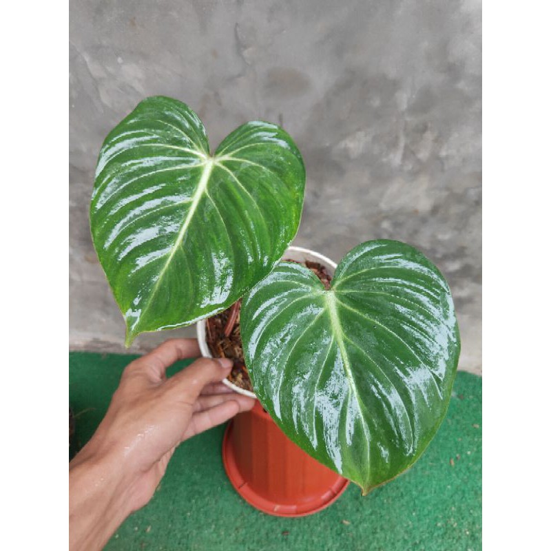 philodendron gloriosum - philodendron - gloriosum - tanaman hias philodendron gloriosum