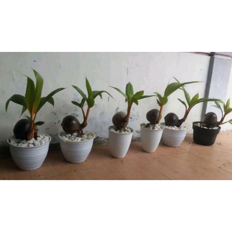 bonsai gading orange/bonkla