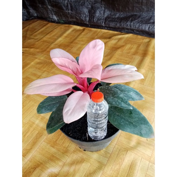 obat pewarna tanaman / hormon pewarna tanaman ( 150ml )