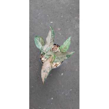 syngonium pink flecked