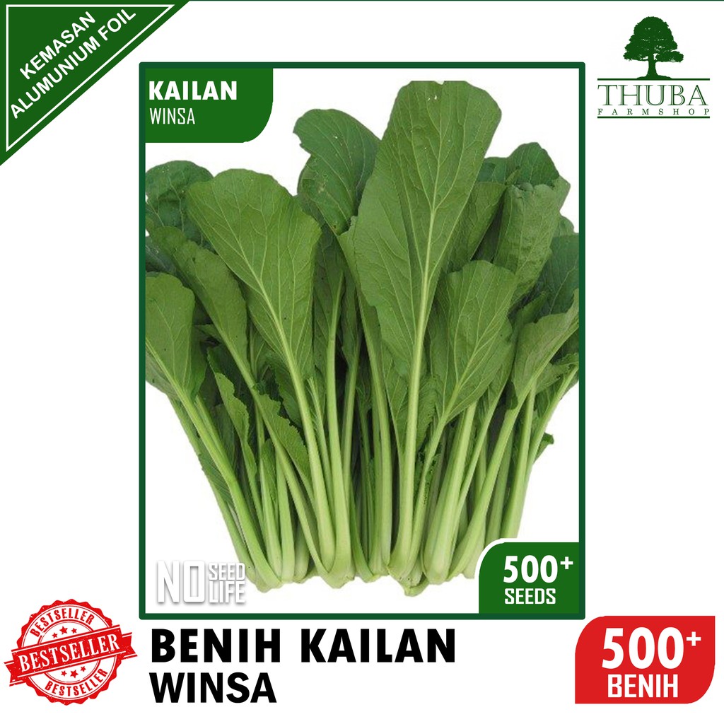500 Biji - Benih Kailan WINSA - Bibit Kailan Sayur Darat / HIDROPONIK