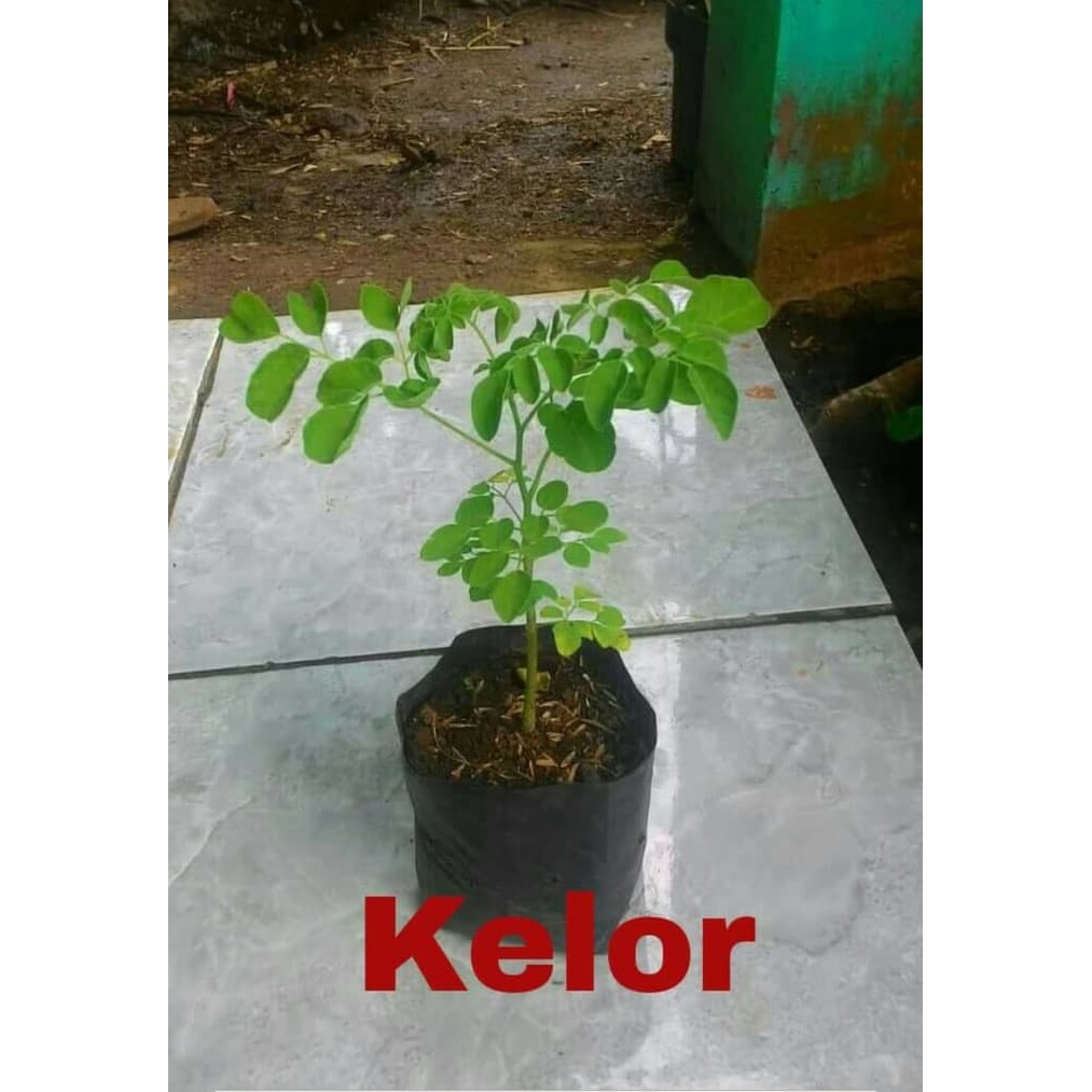 

Bibit Tanaman Daun Kelor Herbal