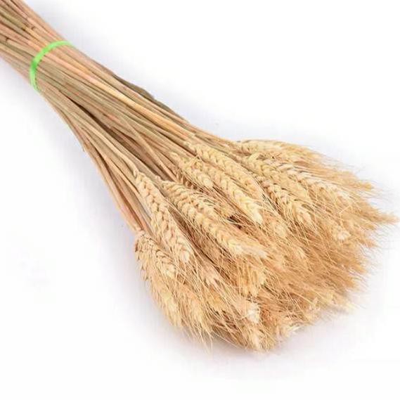 

Dijual Murah JFM 3 pcs dried Wheat Gandum Coklat (IMPORT CHINA) ⁎ ⁎